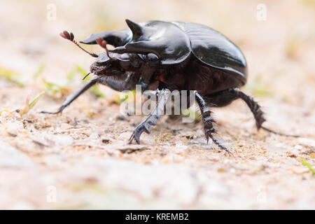 Minotauro beetle (Typhaeus typhoeus) maschio. Dorset, Regno Unito. Foto Stock