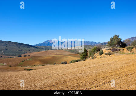 Arare i campi di seminativi e uliveti nel paesaggio ondulato in Andalusia Spagna con montagne sotto un cielo blu Foto Stock