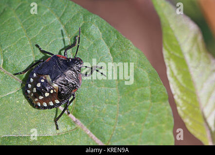 riso verde bug nezara viridula quarto stadio ninfa Foto Stock