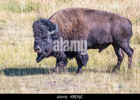 Un robusto bisonti americani sta da solo in campo, Grand Tetons National Park, Teton County, Wyoming Foto Stock