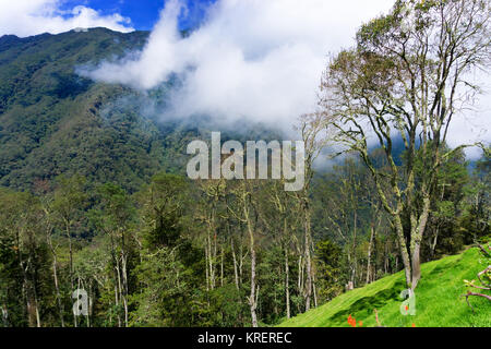 La foresta pluviale colombiana paesaggio Foto Stock