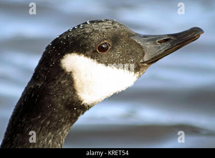 Chiusura del Canada Goose con il suo distintivo nero e marcature bianche Foto Stock