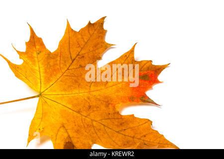 Giallo maple leaf su sfondo bianco Foto Stock