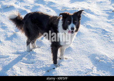 Bellissimo Border Collie godendo di una mattina di sole nella neve. Foto Stock