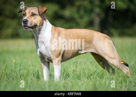 American Staffordshire Terrier cane femmina Foto Stock
