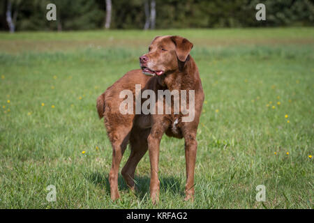 Chesapeake Bay Retriever cane senior mix Foto Stock