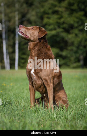 Chesapeake Bay Retriever cane senior mix Foto Stock