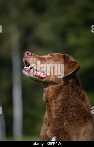 Chesapeake Bay Retriever cane senior mix Foto Stock