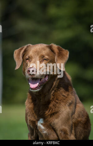 Chesapeake Bay Retriever cane senior mix Foto Stock