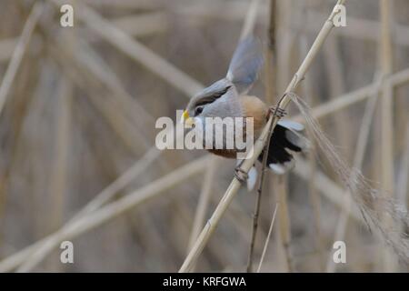 Qingdao, Qingdao, Cina. Xx Dec, 2017. Qingdao, CINA-dicembre 2017:(solo uso editoriale. Cina OUT) un reed parrotbill a Qingdao, Cina orientale della provincia di Shandong. Il reed parrotbill (Paradoxornis heudei) è una specie di uccello della famiglia Sylviidae. Credito: SIPA Asia/ZUMA filo/Alamy Live News Foto Stock