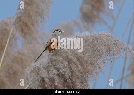 Qingdao, Qingdao, Cina. Xx Dec, 2017. Qingdao, CINA-dicembre 2017:(solo uso editoriale. Cina OUT) un reed parrotbill a Qingdao, Cina orientale della provincia di Shandong. Il reed parrotbill (Paradoxornis heudei) è una specie di uccello della famiglia Sylviidae. Credito: SIPA Asia/ZUMA filo/Alamy Live News Foto Stock