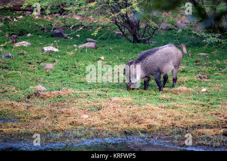 Indian cinghiale o Sus scrofa cristatus Foto Stock