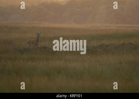 Cervo (Cervus elaphus ), giovane maschio con corna di punta nella prateria aperta / steppa, guardando intorno, ambiente tipico, moody retroilluminazione, Europa Foto Stock