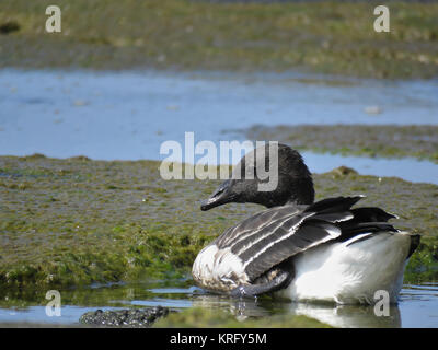 Black brant o Pacific brent goose (Branta bernicla nigricans) sulla Big Island delle Hawaii, Foto Stock