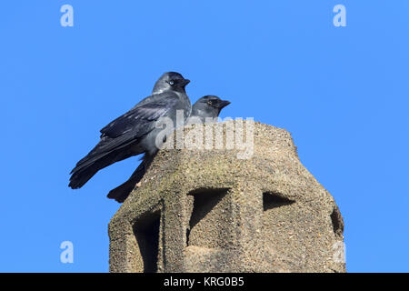 Western Jackdaws / Europea Taccola (Corvus monedula / Coloeus monedula) coppia nidificanti nel camino sul tetto di casa Foto Stock