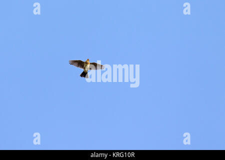 Canto allodola eurasiatica / comune allodola Alauda (arvense) in volo contro il cielo blu Foto Stock