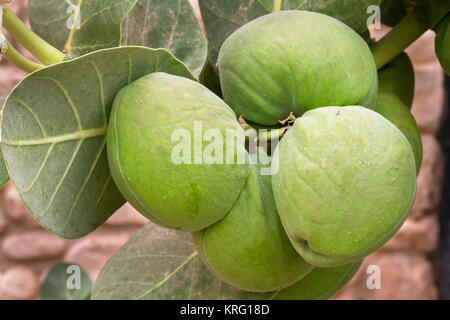 Sodoma apple meelkweed (Calotropis procera) Frutti Foto Stock