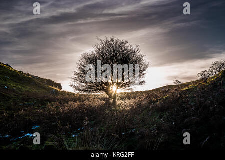 Lone Tree sulla cresta di una collina con il sole che tramonta dietro. Foto Stock