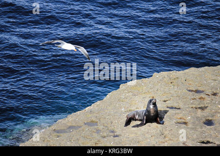 Sea Lion, Penisola di Valdes, Chubut, Argentina. Foto Stock