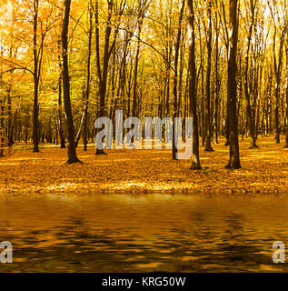 Colorati e nebbiosa foresta di autunno Foto Stock