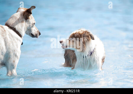 Due cani in una piscina Foto Stock