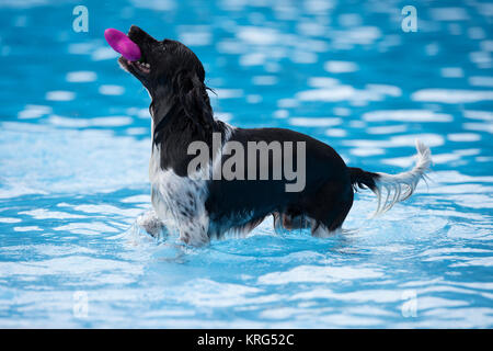 Recupero del cane giocattolo in piscina Foto Stock