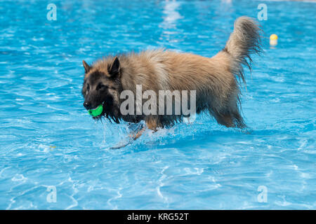 Cane pastore belga Tervuren, recupero di palla da tennis in piscina Foto Stock