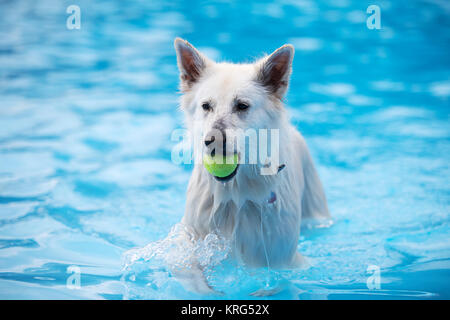 White cane pastore, recupero di palla da tennis in piscina Foto Stock