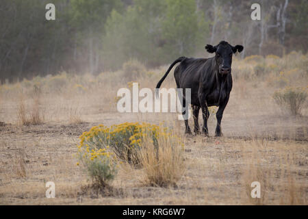 Guardare verso il basso con una mucca nera serie aperta Foto Stock