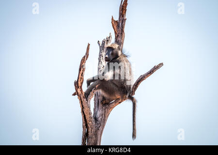 Babbuino seduto in un albero morto. Foto Stock