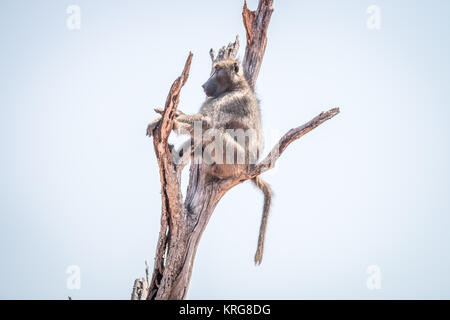 Babbuino seduto in un albero morto. Foto Stock