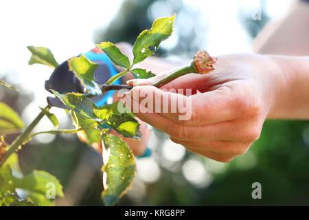 Il taglio delle canne di rose. cura di lavorare nel giardino. Foto Stock