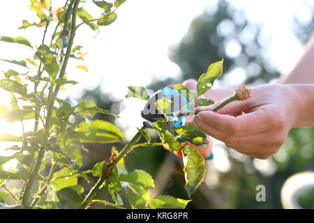 Il taglio delle canne di rose. cura di lavorare nel giardino. Foto Stock