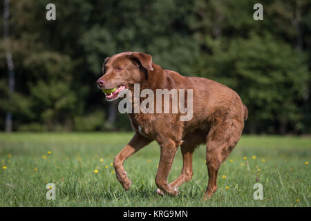 Chesapeake Bay Retriever cane senior mix Foto Stock