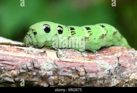 Primo piano del bruco del Parlamento Elephant Hawk moth (Deilephila elpenor) Foto Stock