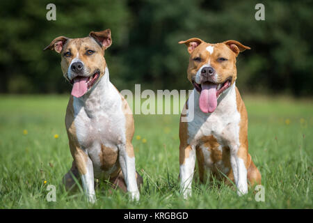 American Staffordshire Terrier cane amici Foto Stock