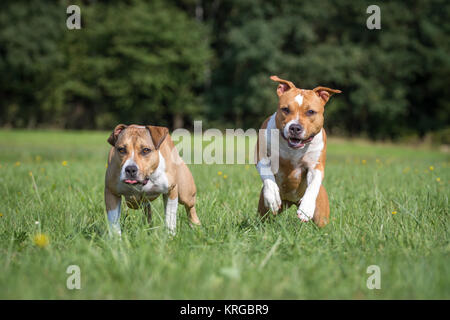 American Staffordshire Terrier cane amici Foto Stock