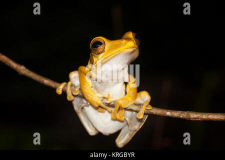 Rana arboree provenienti dallo Sri Lanka Sri Lanka rana di mantecazione (Polypedates cruciger) Foto Stock