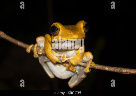 Rana arboree provenienti dallo Sri Lanka Sri Lanka rana di mantecazione (Polypedates cruciger) Foto Stock