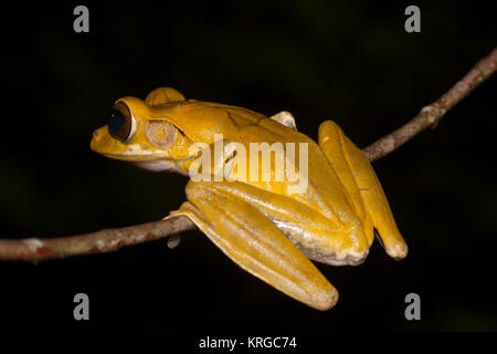 Rana arboree provenienti dallo Sri Lanka Sri Lanka rana di mantecazione (Polypedates cruciger) Foto Stock