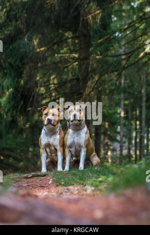 American Staffordshire Terrier cane amici Foto Stock