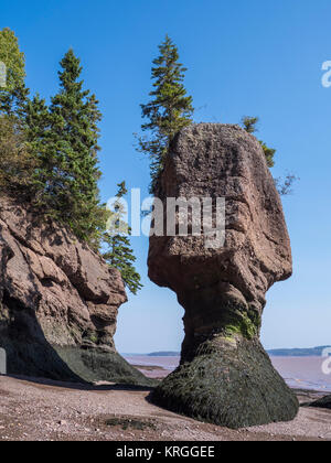 Vaso di fiori rocce, Hopewell Rocks, Baia di Fundy, New Brunswick, Canada. Foto Stock