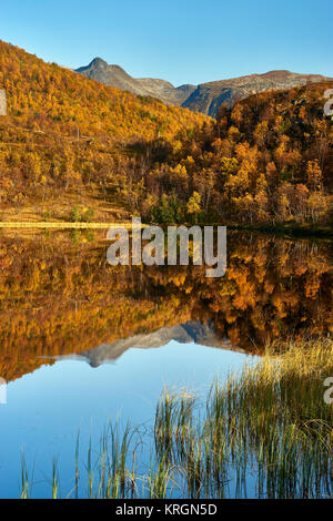 In autunno gli alberi si riflette nel lago, Senja, Berg, Troms, Norvegia Foto Stock