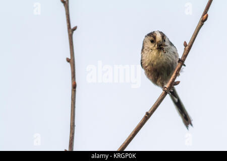 Eine Schwanzmeise sitzt auf einem Ast Foto Stock