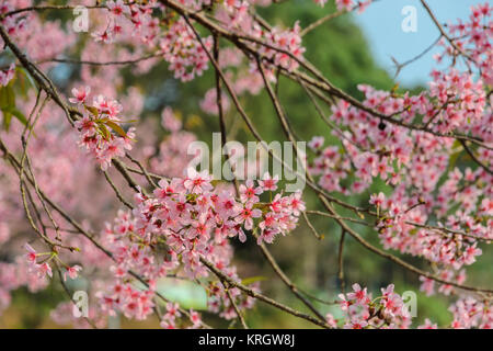 Wild Himalayan Cherry Blossom Foto Stock