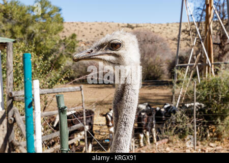 Ostrich - Head up e molto curiosi Foto Stock