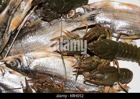 Pesce secco e gamberi vivi su sfondo bianco. Foto Stock