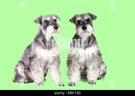 Grigio e Nero in miniatura CUCCIOLO SCHNAUZER seduti all'aperto Foto Stock