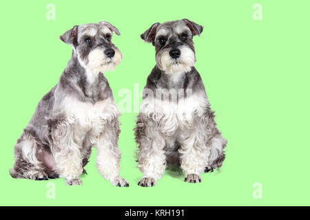 Grigio e Nero in miniatura CUCCIOLO SCHNAUZER seduti all'aperto Foto Stock