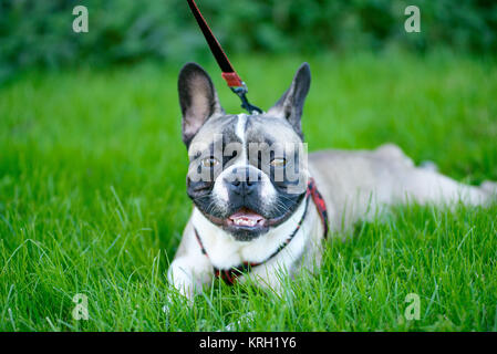 Giovane cane, bulldog francese, seduta in erba Foto Stock